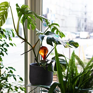 Kasvien kastelupallot, meripihkanväriset läpinäkyvät, 400 ml, 2 kpl – photo 11