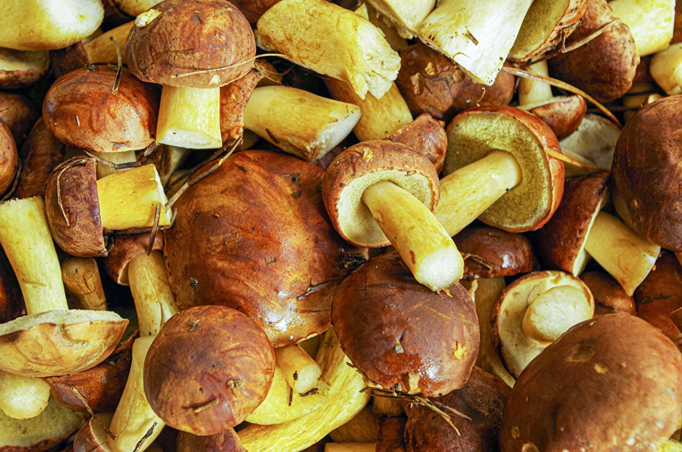 Marinoidut ruskotatit