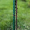Bioogród-puutarhakepit – päällystetty teräs, 1,2 m, fi 11 mm, 10 kpl - 5 