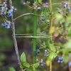 Juuttinaru 1,5 mm/100 m/100 g - 7 
