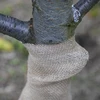 Juuttinauha 10 cm/5 m - 7 