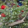 Juuttinauha 5 cm / 8 m - 7 