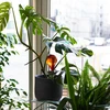 Kastelupallot kasveille, meripihkanväriset läpinäkyvät, 400 ml, 4 kpl - 10 