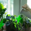 Kasvien kastelija – vihreä lehti keraamisella jalalla, 120 ml - 8 