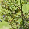 Keltainen puuvillanyöri 2 mm/55 m/100 g - 8 