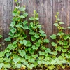 Köynnöskasvien verkko: 2 x 20m - 5 