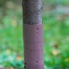Puiden suojus - spiraali - fi 3,5 x 80 cm - 3 
