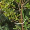 Sisalinaru 1,8 mm/115 m/250 g - 8 