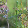 Vihreä puuvillanyöri 2 mm/55 m/100 g - 8 