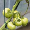 Vihreä puuvillanyöri 2 mm/55 m/100 g - 9 