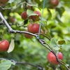 Vihreä puuvillanyöri 2 mm/55 m/100 g - 11 