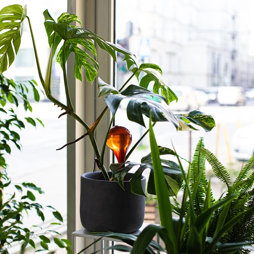 Kastelupallot kasveille, meripihkanväriset läpinäkyvät, 400 ml, 4 kpl - 10
