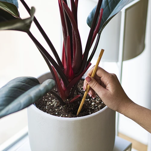 Kastelupallot kasveille, vihreät läpinäkyvät, 400 ml, 4 kpl - 7