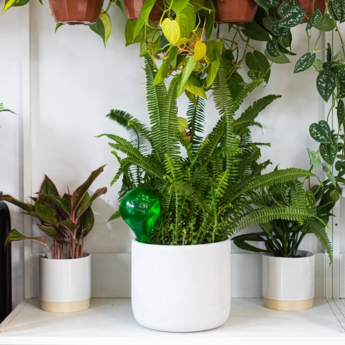 Kastelupallot kasveille, vihreät läpinäkyvät, 400 ml, 4 kpl - 11