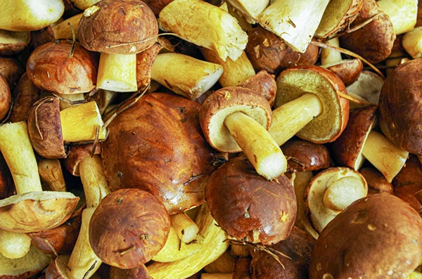 Marinoidut ruskotatit