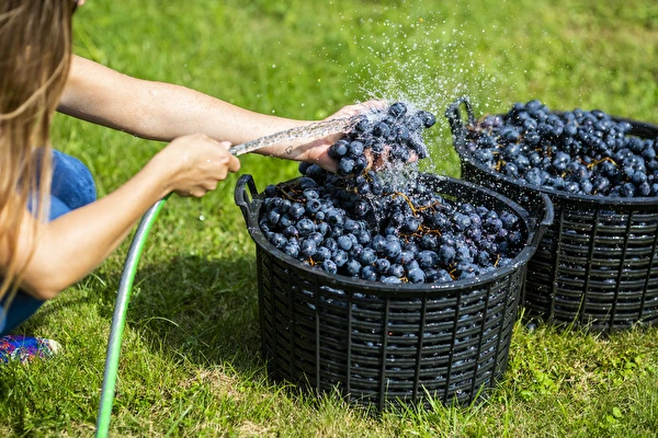 Miten tehdä viiniä vaihe vaiheelta?