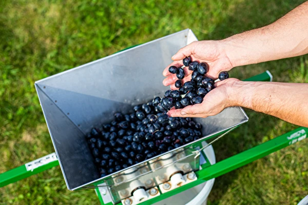 Miten tehdä viiniä vaihe vaiheelta?