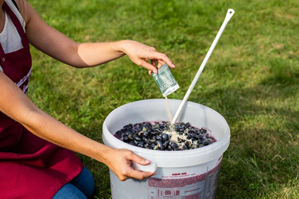 Miten tehdä viiniä vaihe vaiheelta?