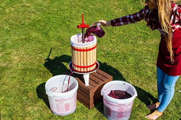 Miten tehdä viiniä vaihe vaiheelta?