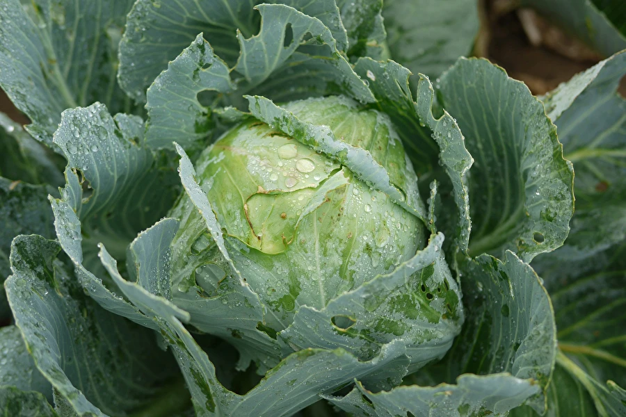 Browin Przepiśnik - Hapankaali rouva Sylwian reseptillä