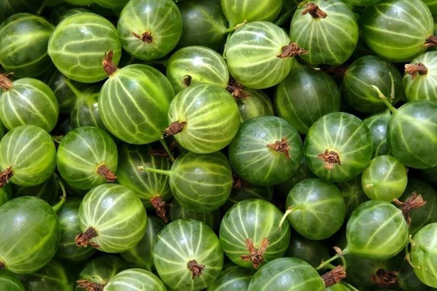 Browin Przepiśnik - Karviaislikööri - likööri karviaisista